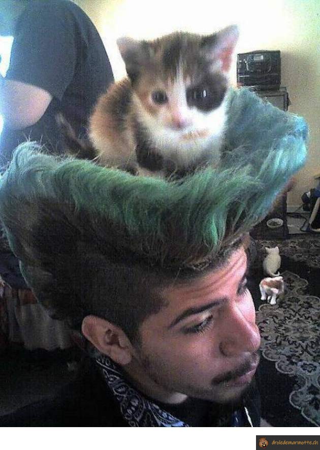 coupe de cheveux pour chats