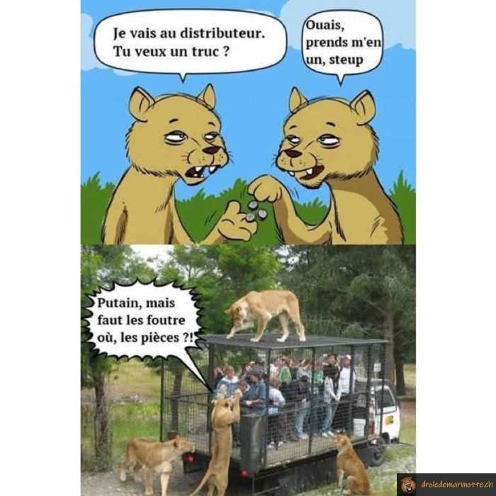 Distributeur pour lions