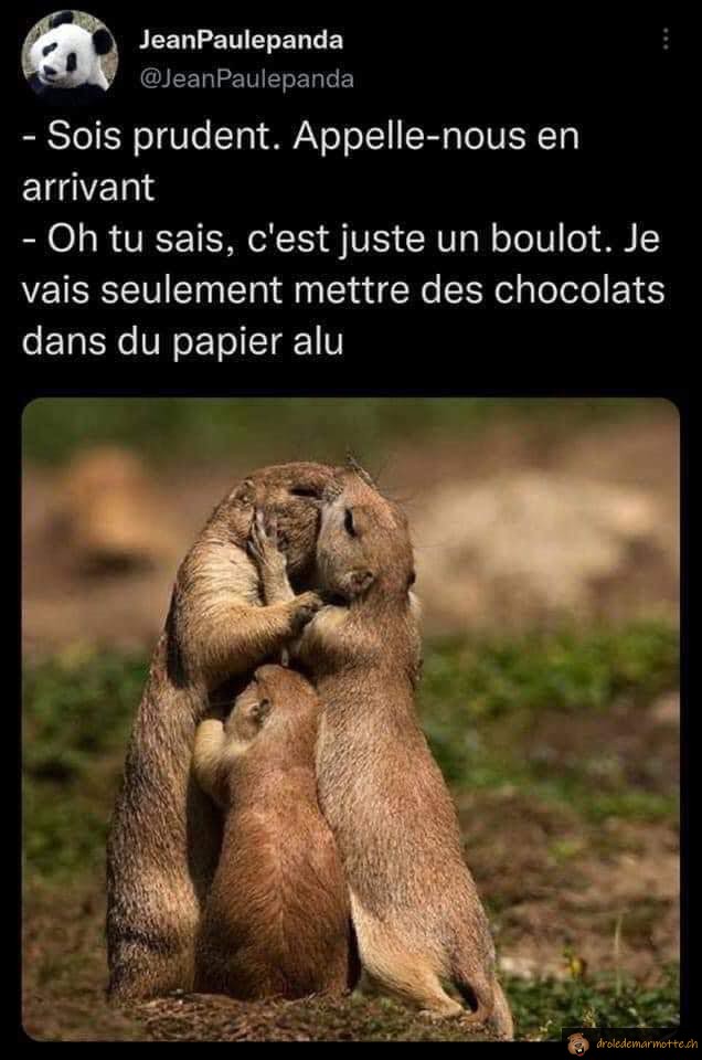 Dur travail des marmottes