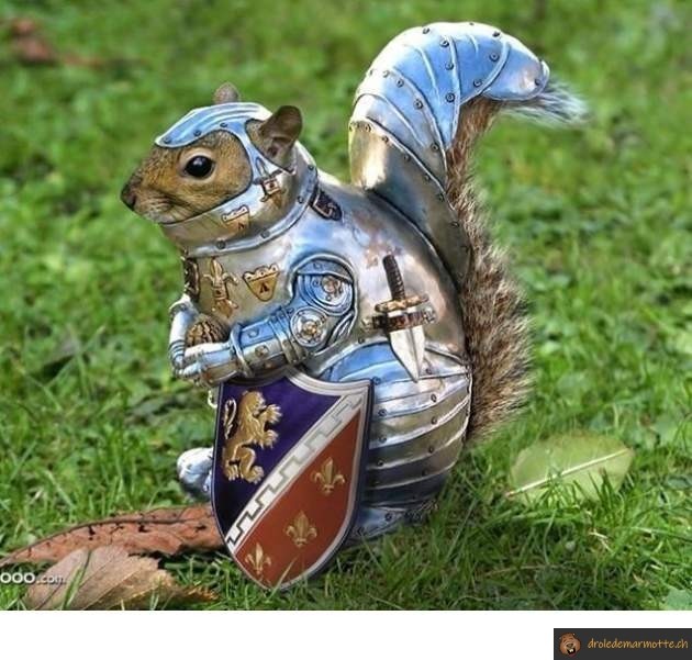 Ecureuil de combat