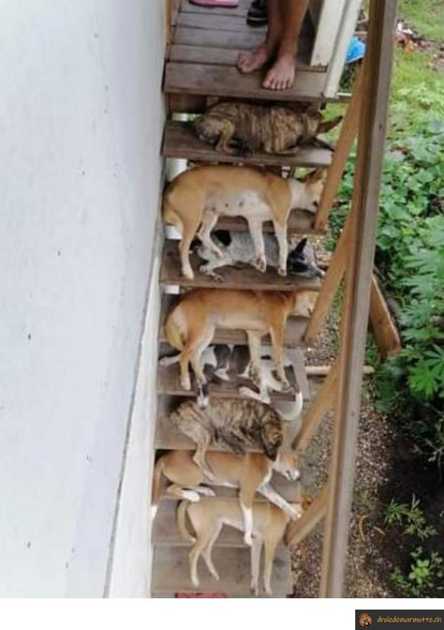 Escaliers encombrés par des chiens