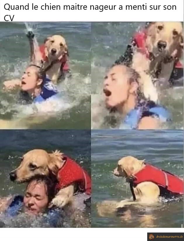 Faux cv chien maitre nageur