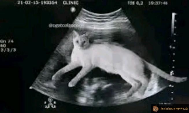 Félicitation c'est un chat