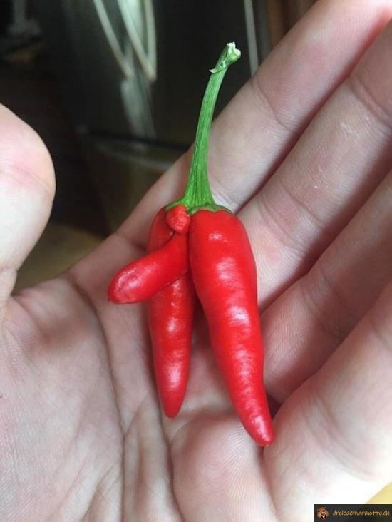 Forme du piment