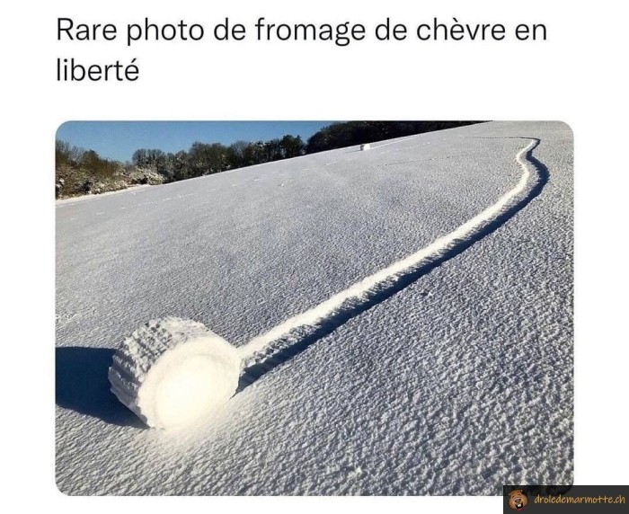 Fromage de chèvre en liberté