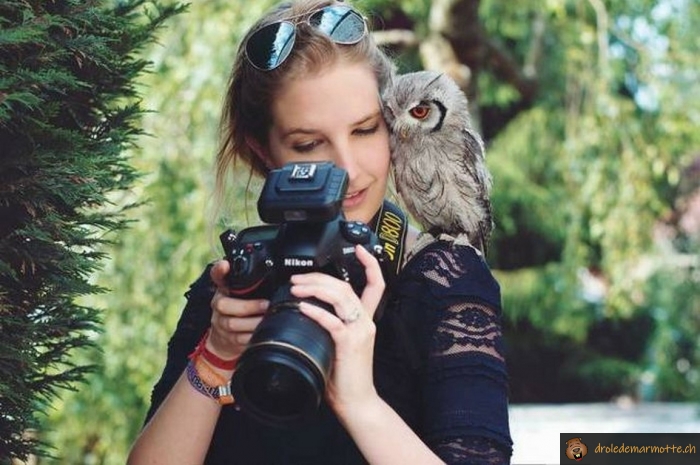 Hibou curieux