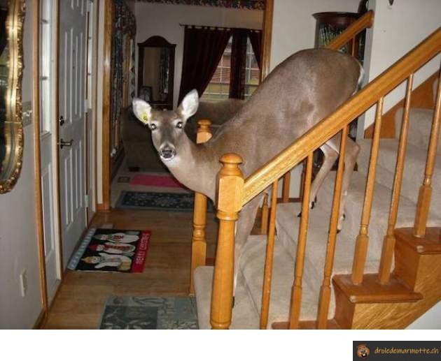Intrus dans la maison
