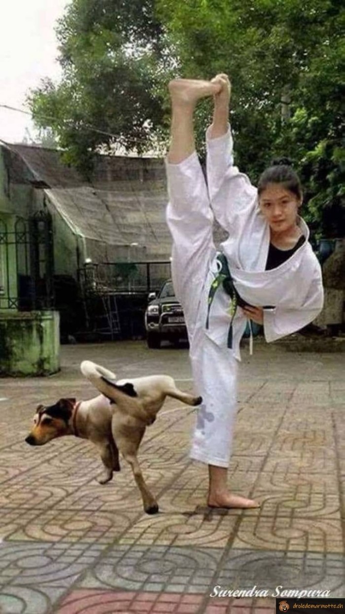 Karaté et chien