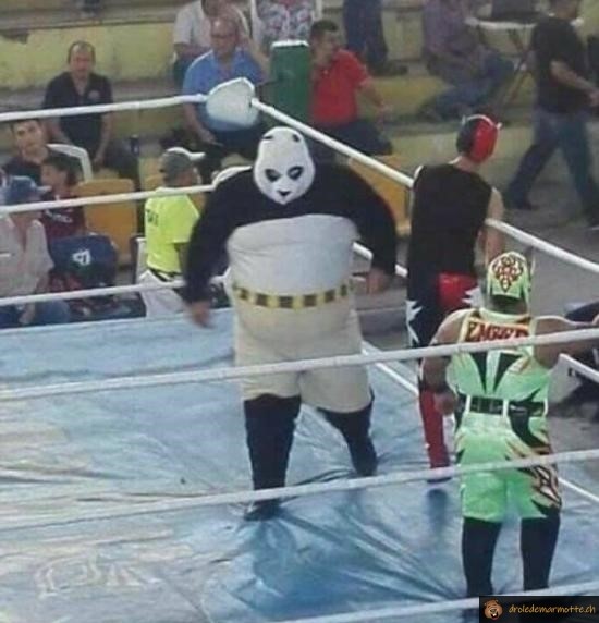 Kung fu panda fait du catch