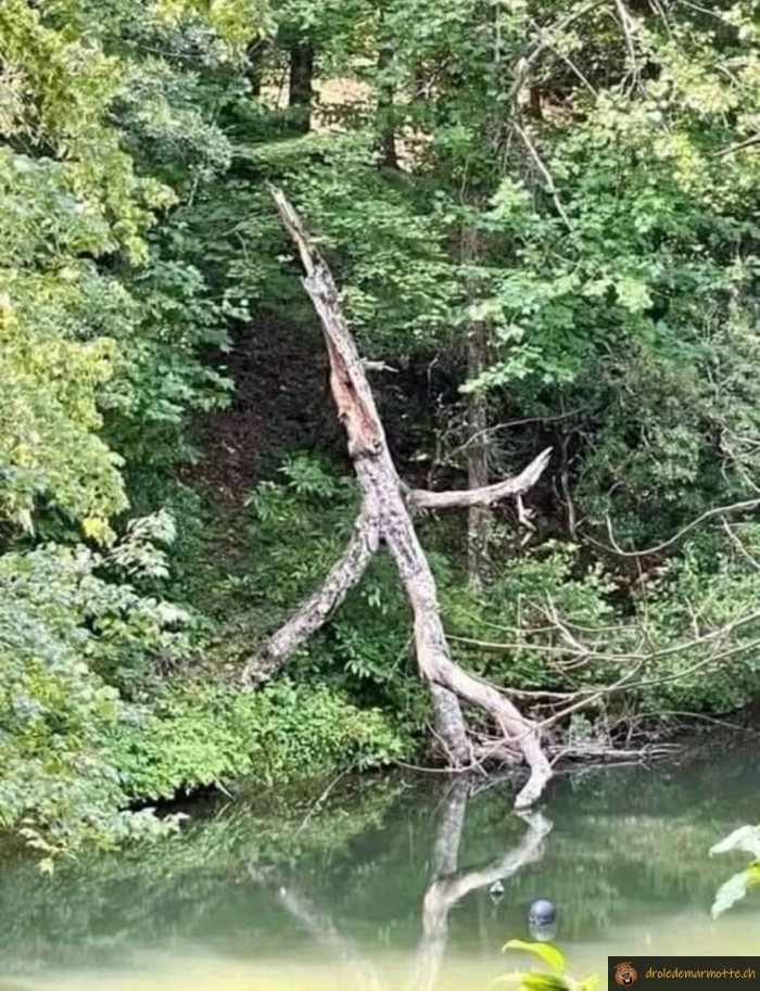 L'arbre va se baigner