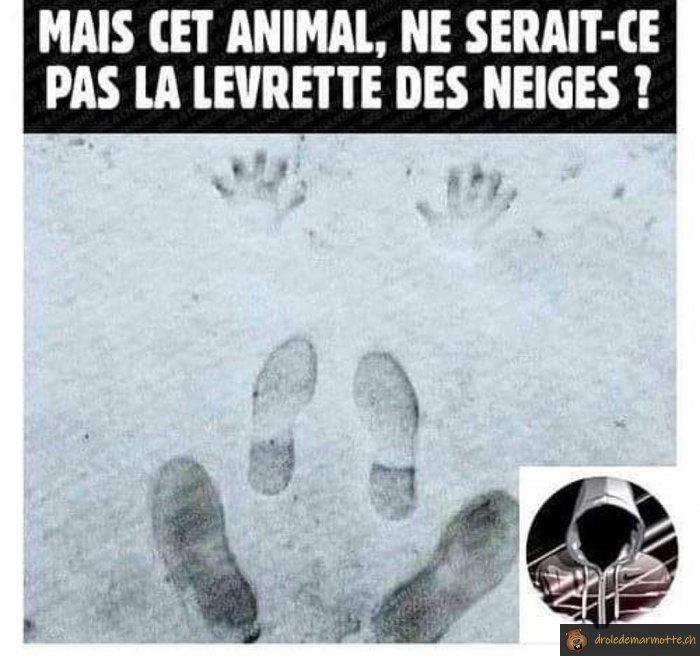 La levrette des neiges