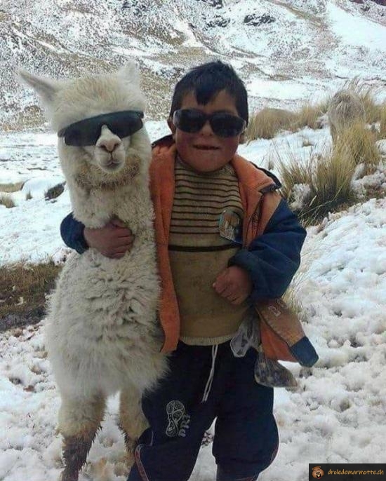 Lama cool