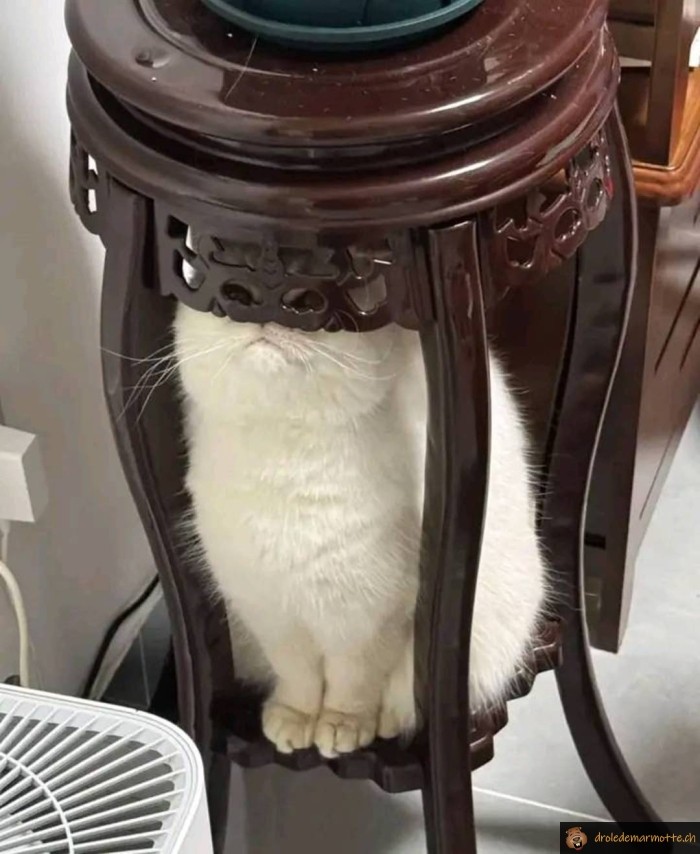 Le chat est caché