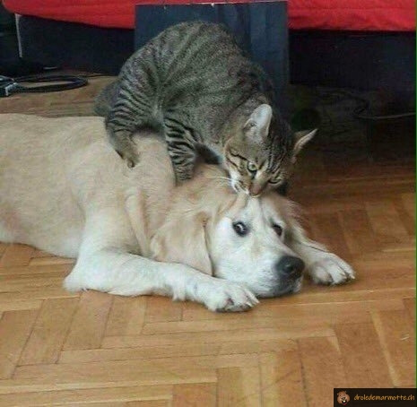 Le chat qui n'aime pas les chiens