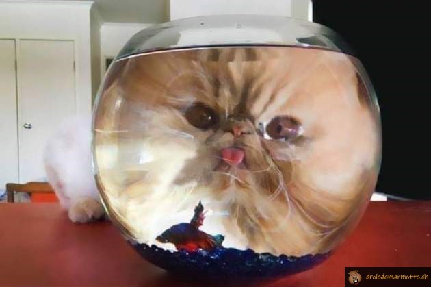 Le poisson a de quoi avoir peur