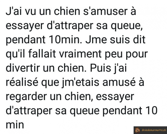 Les chiens n'ont pas besoin de beaucoup pour s'amuser