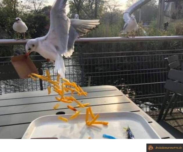 Manger avec les mouettes