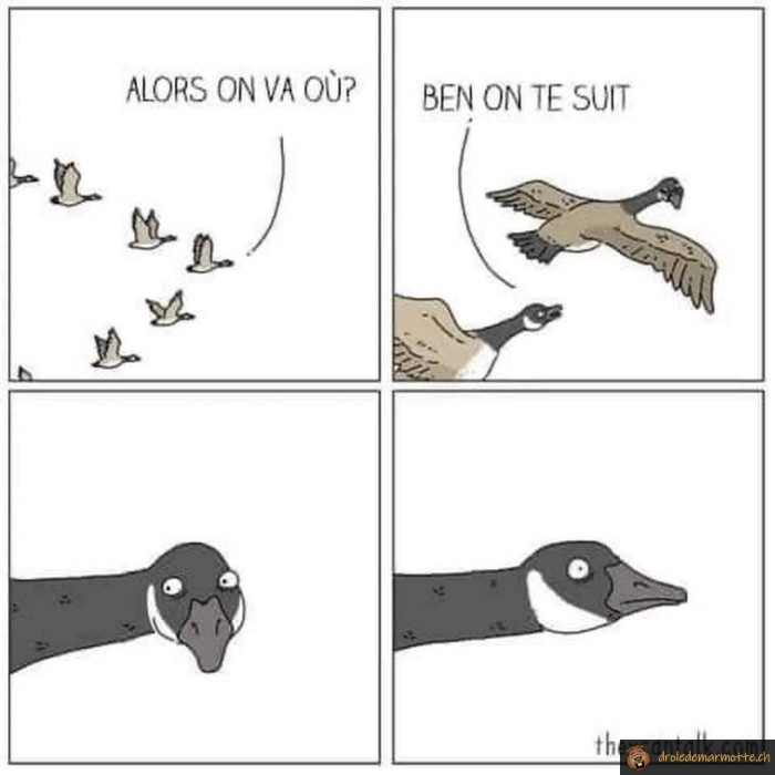Migration oiseau