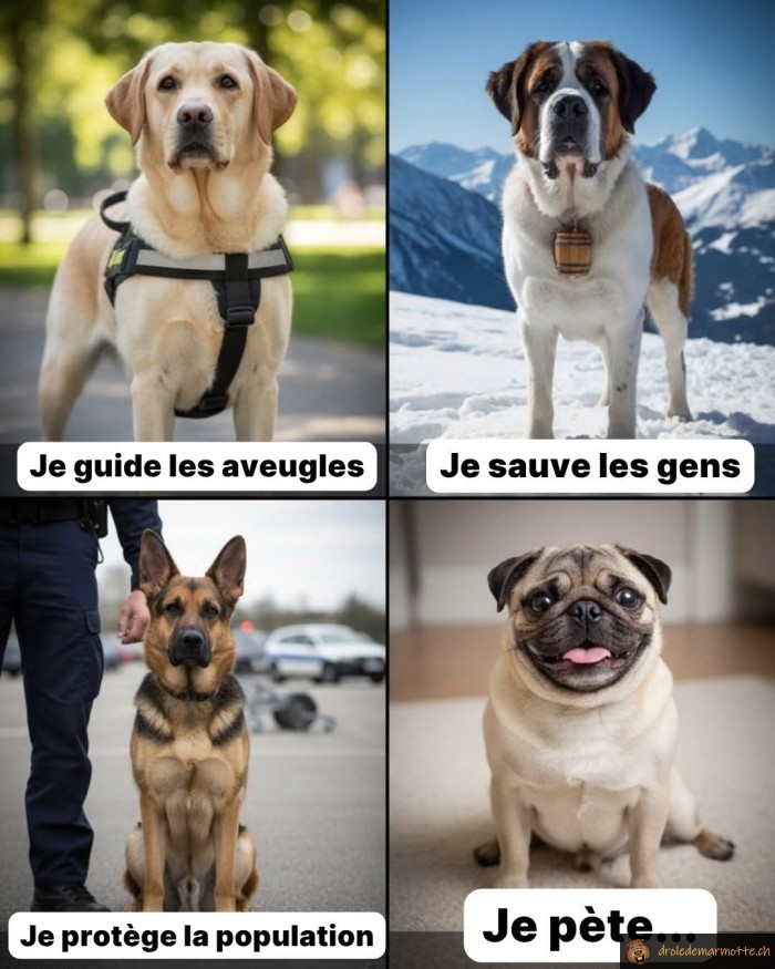Mission des chiens