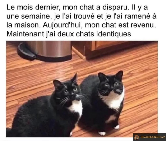 Mon chat a disparu