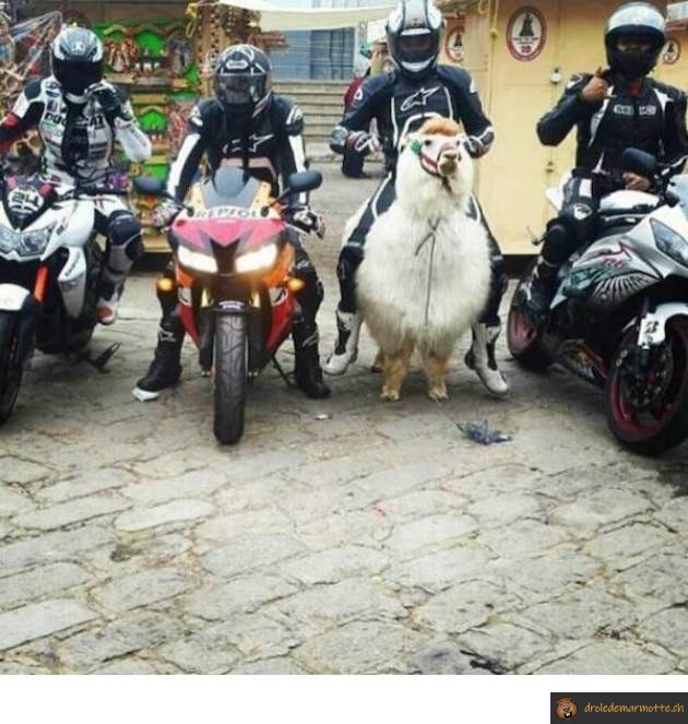 Moto vs lama