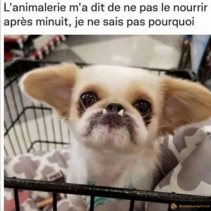 Pas nourrir le chien après minuit