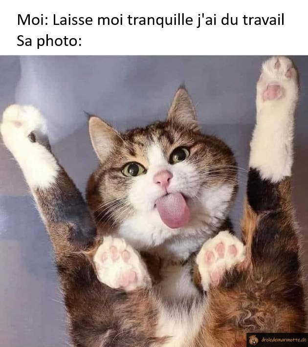 photo pendant le travail