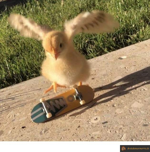 Poussin skateur