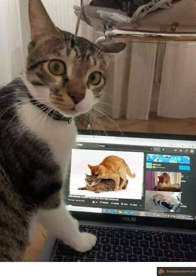 Prendre le chat sur le fait
