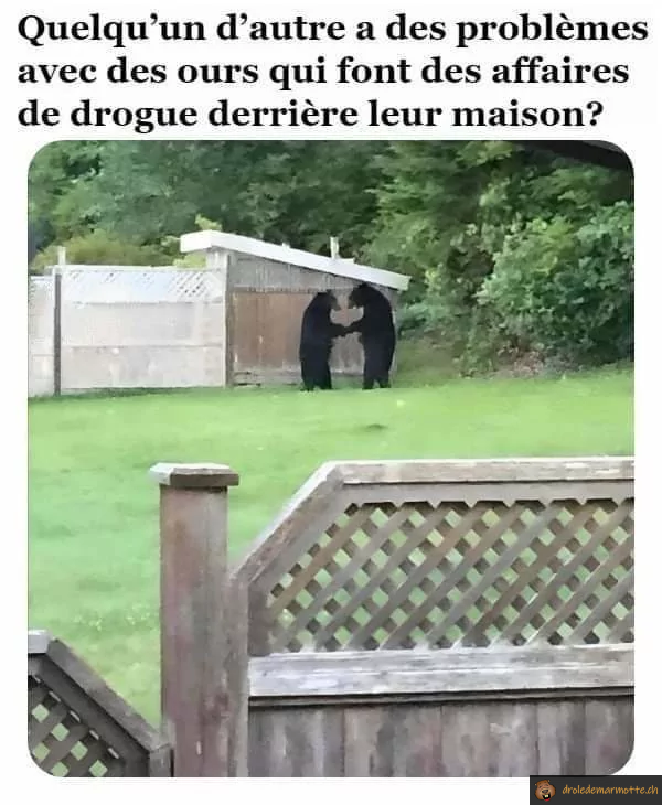 Problème business ours