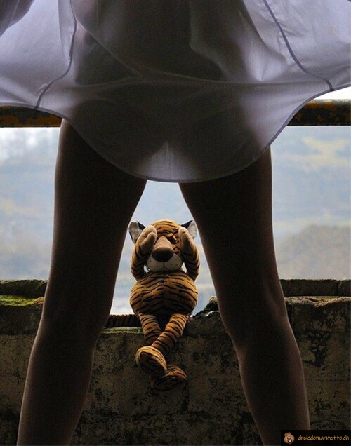 Quel beau tigre!