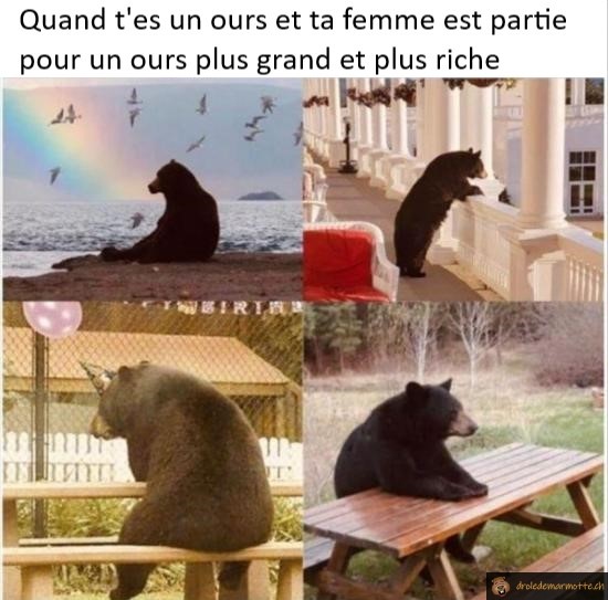 Quitté pour un ours plus riche