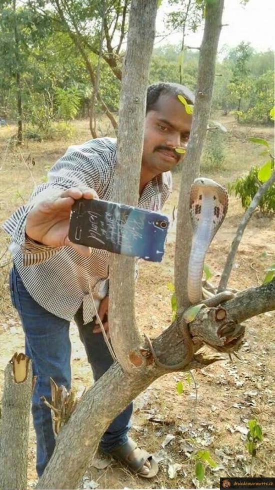 Selfie cobra