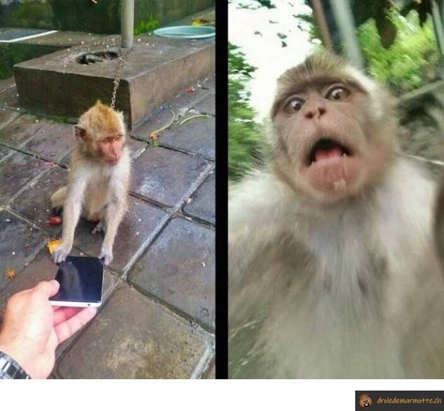 Selfie singe