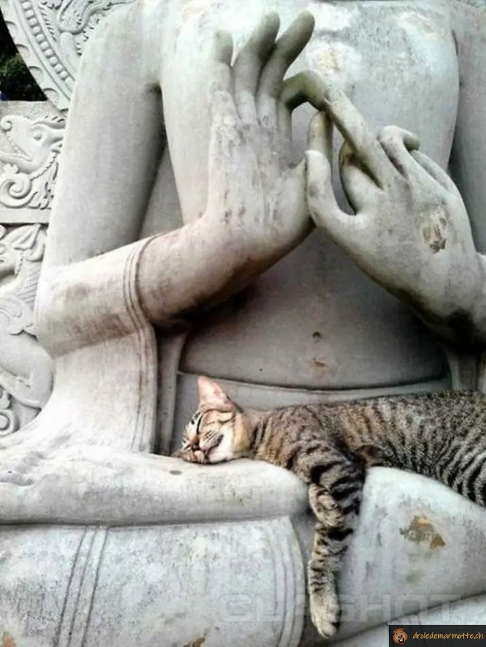 Sieste chat statue