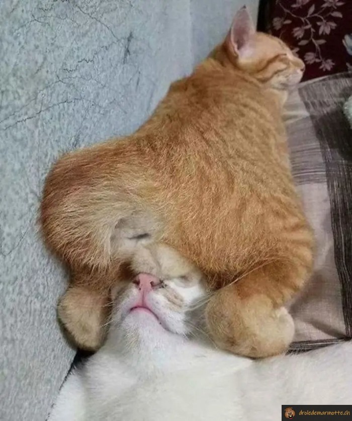 Sieste chat troll