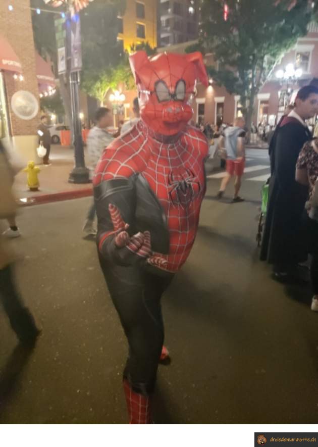 Spider cochon en vrai