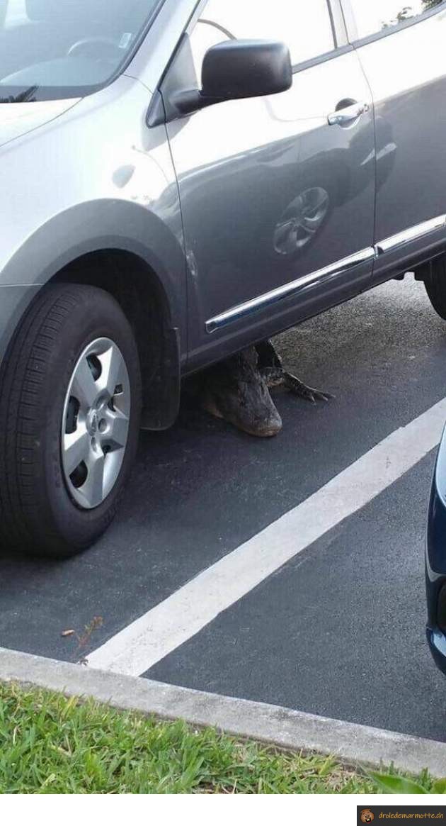 Surprise sous la voiture