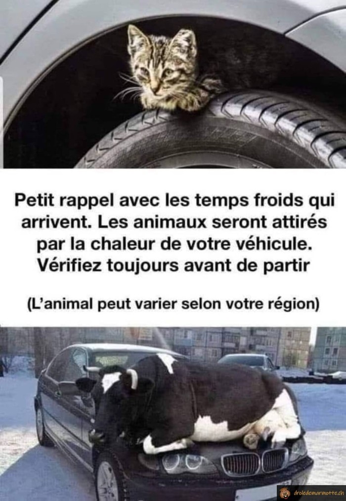 Temps froids et animaux