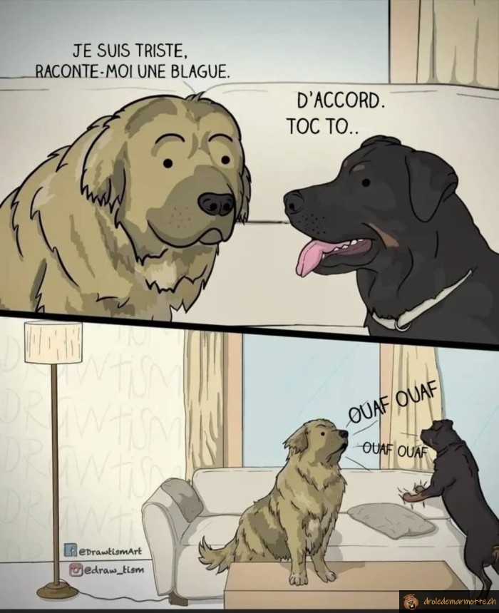 Toc toc version chien