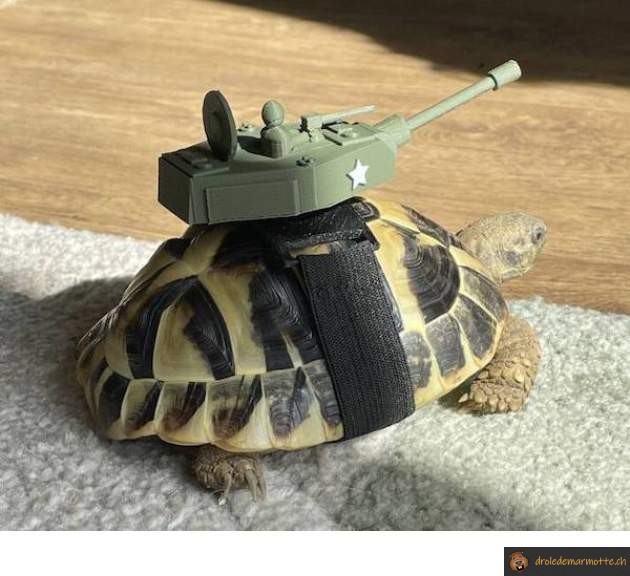 Tortue tank