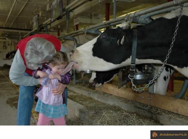Vache lechouille baveuse