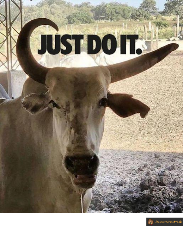 Vache nike