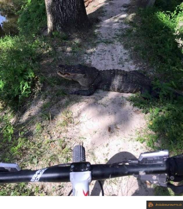 VTT je saute le croco?