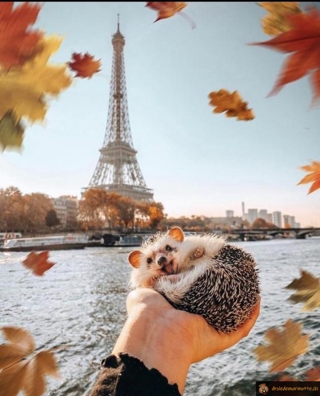 Youpi c'est l'automne