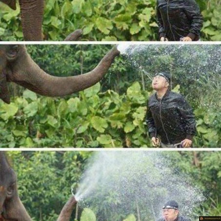 Bataille d'eau avec un éléphant