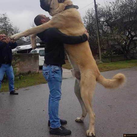 Calin chien enorme