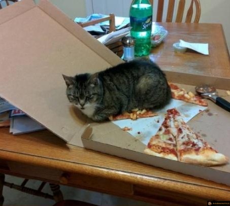 Chat pizza