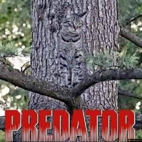 Chat predator