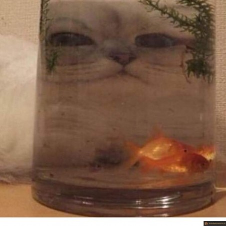 Chat qui regarde un poisson rouge